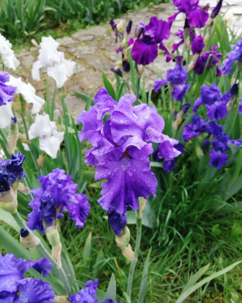 Il Giardino dell'Iris
