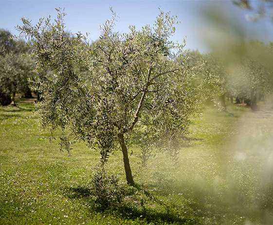 Gli ulivi: un po’ di storia e curiosità