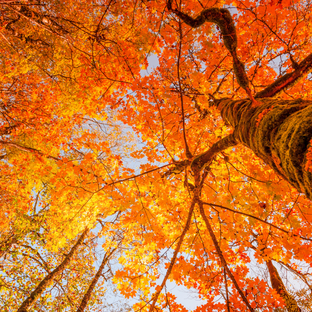 Autunno in Toscana: uno spettacolo di colori